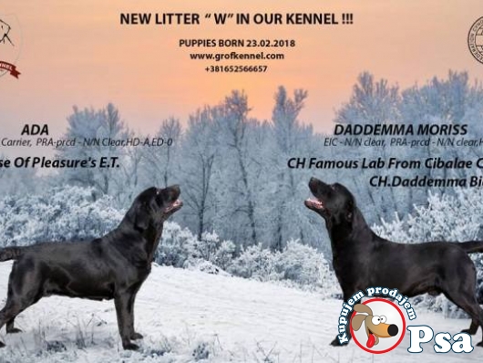 Labrador retriever štenci vrhunska legla